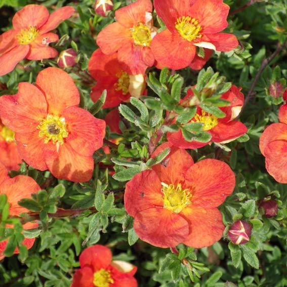 POTENTILLA fruticosa Red...