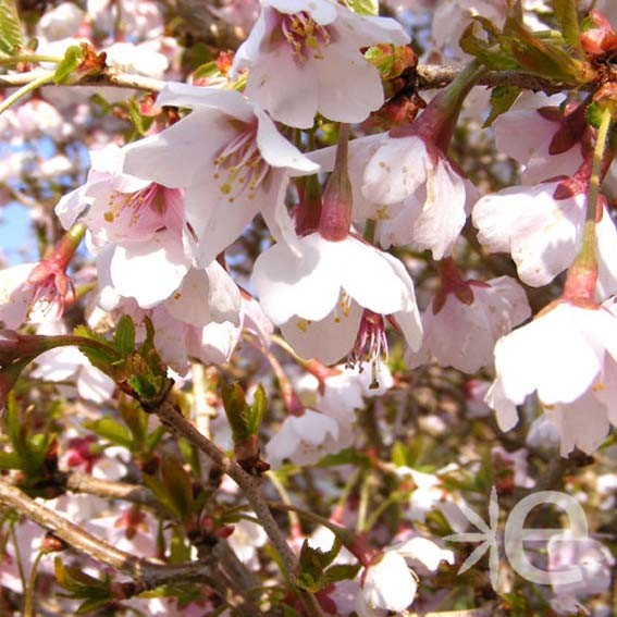 PRUNUS incisa Kojo No Mai...