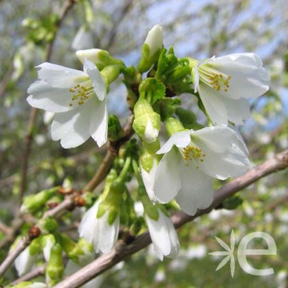 PRUNUS incisa Midori Sakura...