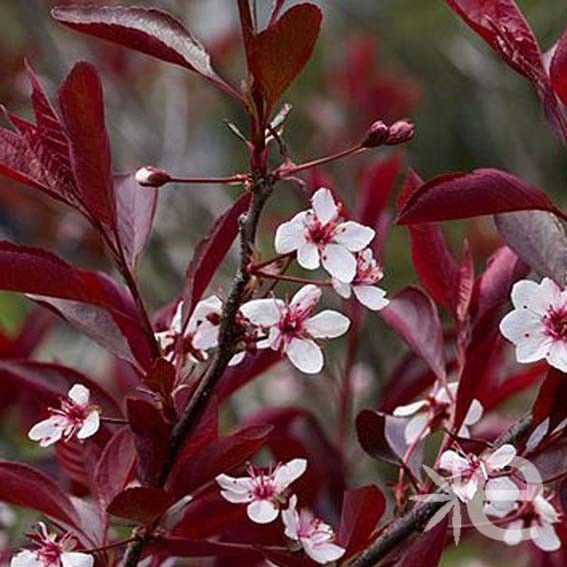 PRUNUS x cistena  CTR 3L