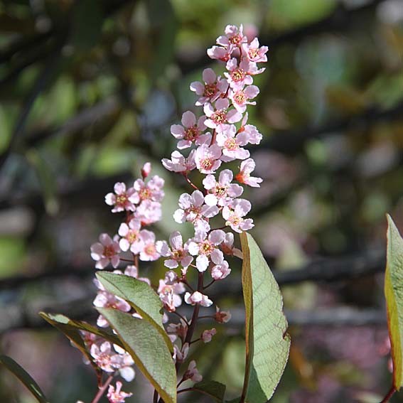 PRUNUS padus Colorata CTR 3L