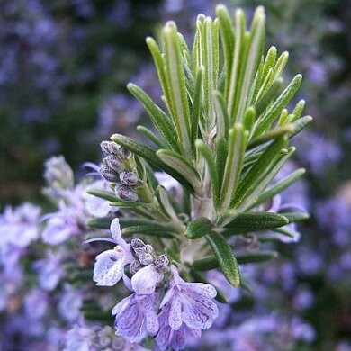 ROSMARINUS officinalis  CTR 3L