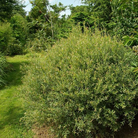 SALIX purpurea Nana CTR 3L