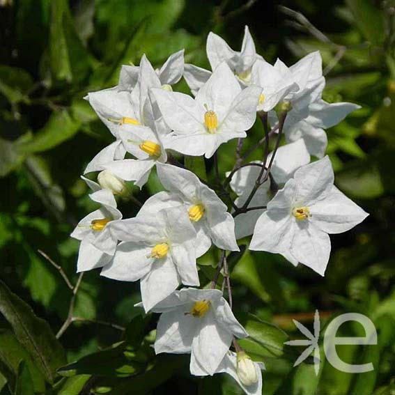 SOLANUM jasminoides Fleurs...