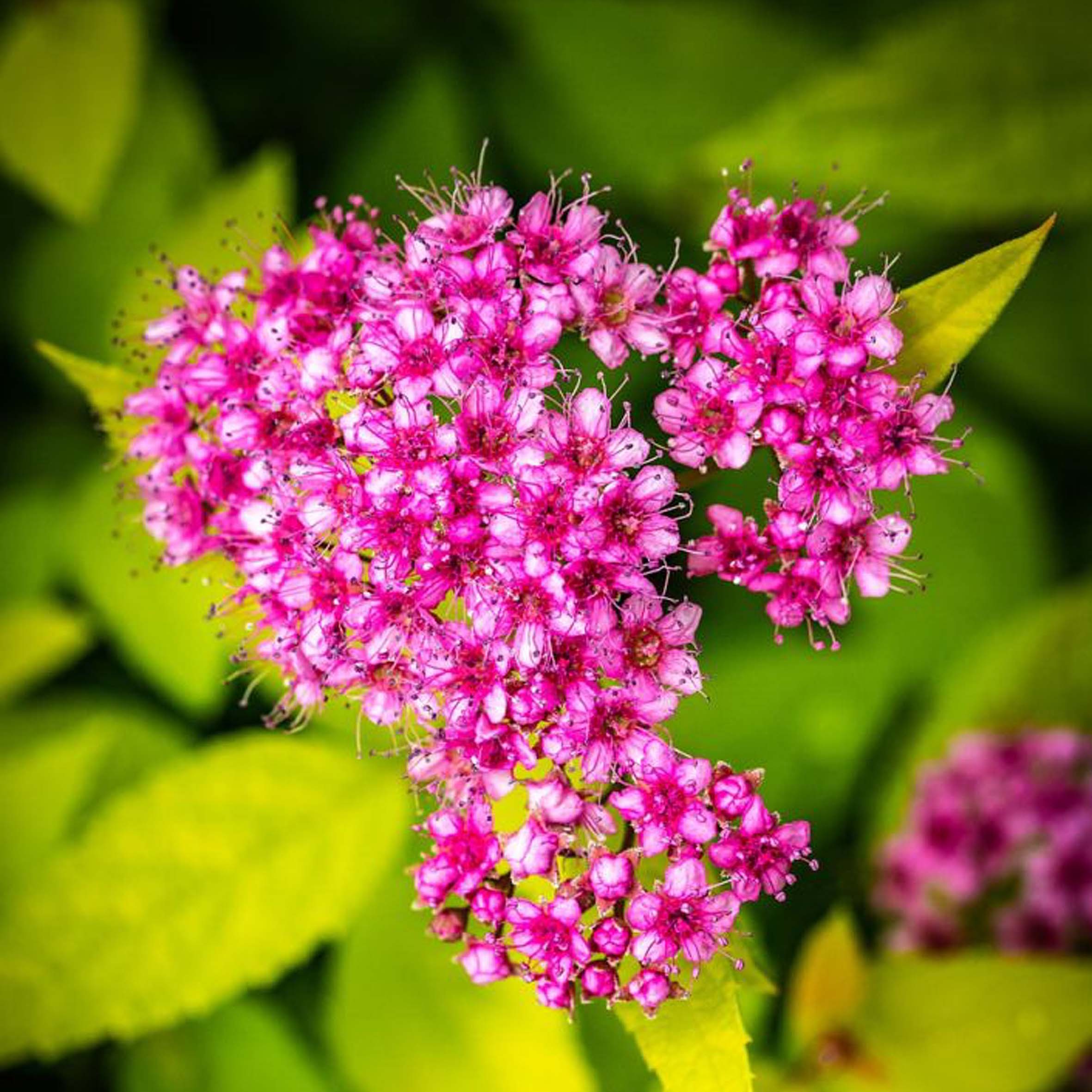 SPIRAEA japonica Goldflame...