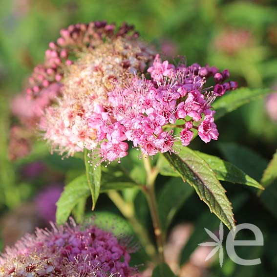 SPIRAEA japonica Little...