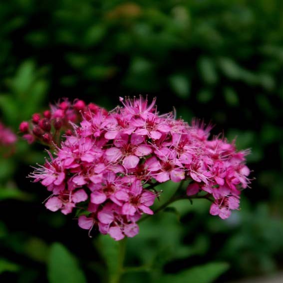 SPIRAEA japonica Anthony...