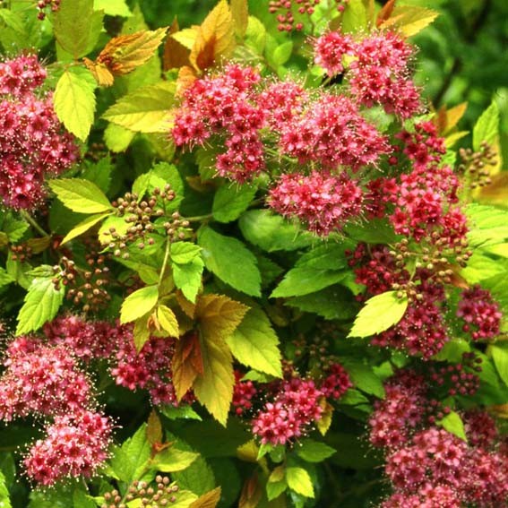 SPIRAEA japonica Magic...