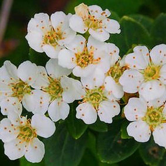 SPIRAEA nipponica Snowmound...