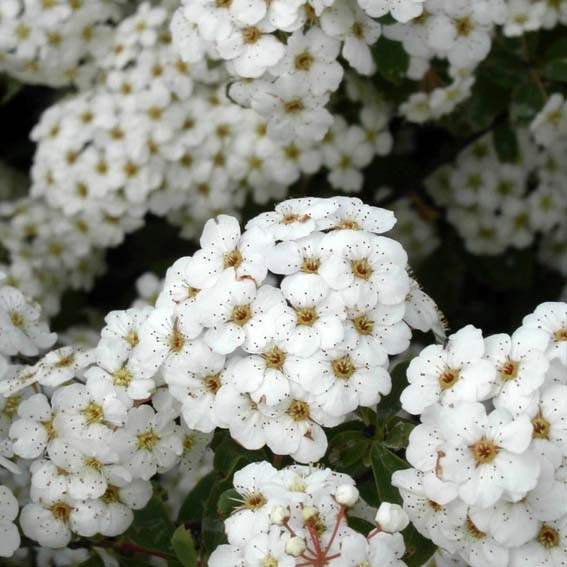 SPIRAEA x Van Houttei CTR 3L