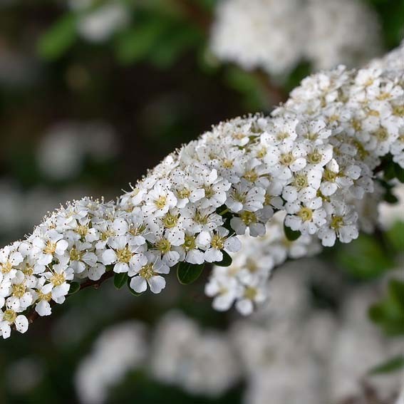 SPIRAEA x arguta  CTR 3L