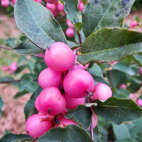 SYMPHORICARPOS x Magical...