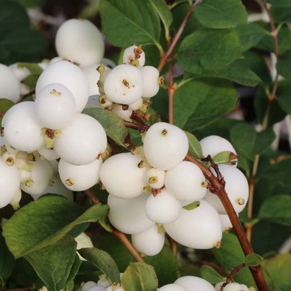 SYMPHORICARPOS x Magical...