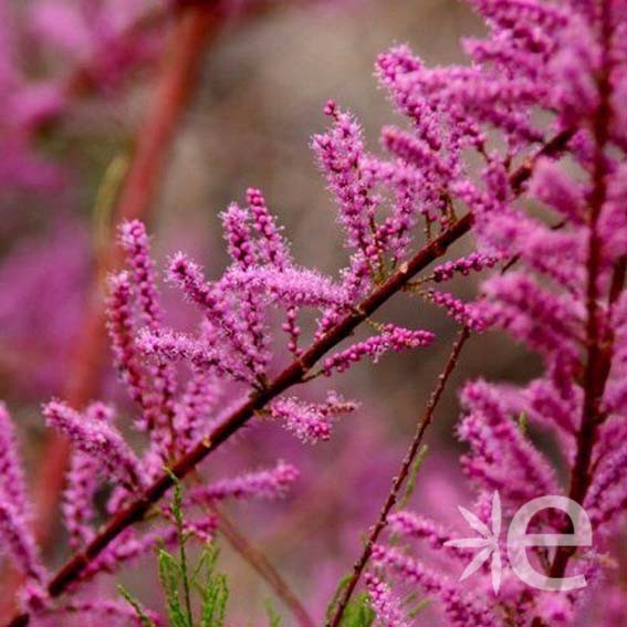 TAMARIX ramosissima Rubra...