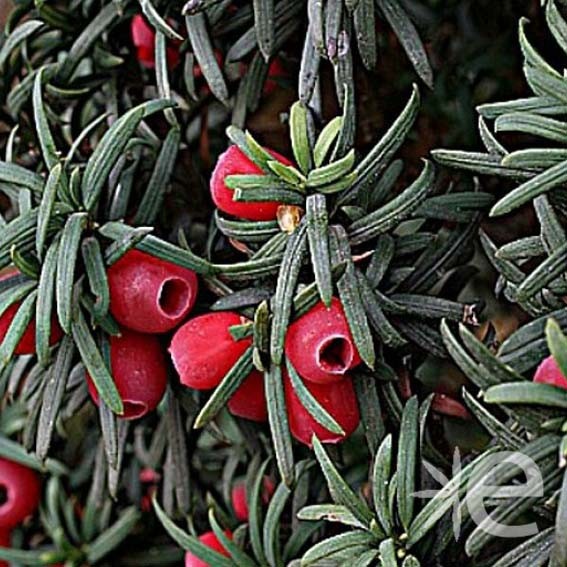 TAXUS baccata  CTR 3L