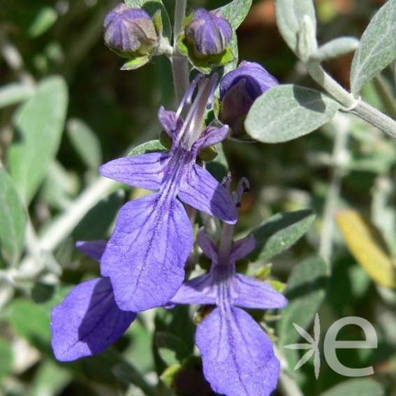 TEUCRIUM fruticans  CTR 3L