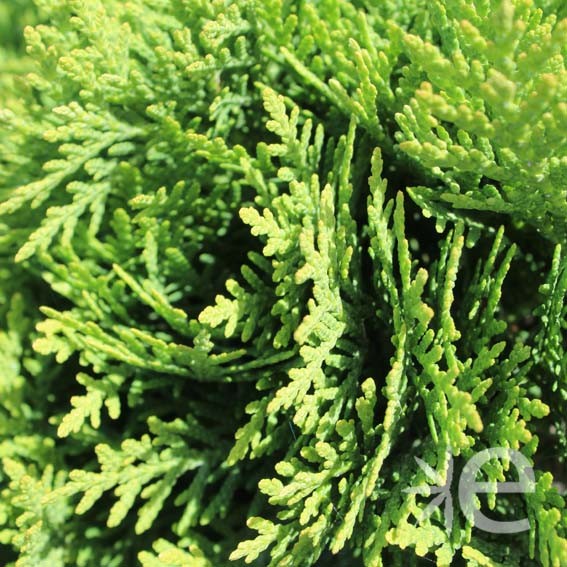 THUJA occidentalis Danica...