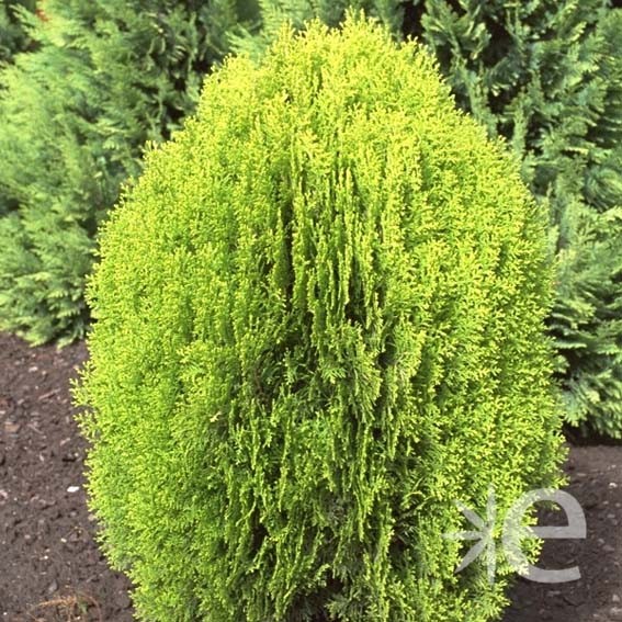 THUJA orientalis Aurea Nana...