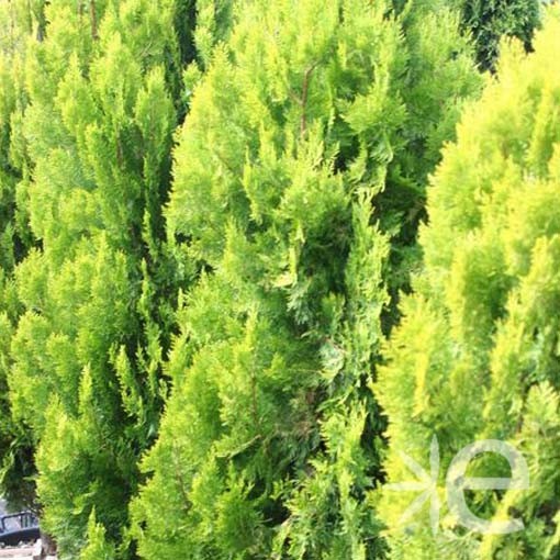 THUJA orientalis...