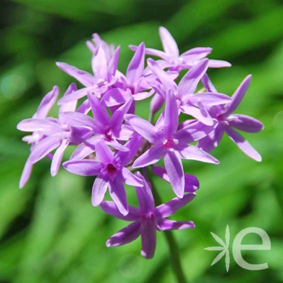 TULBAGHIA violacea  CTR 3L