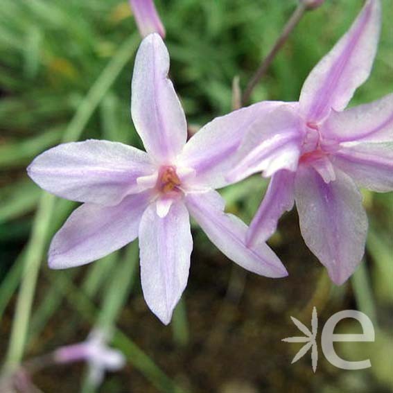 TULBAGHIA violacea...