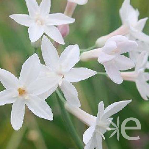 TULBAGHIA violacea Pearl...