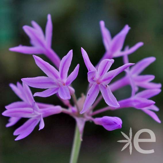 TULBAGHIA violacea Silver...