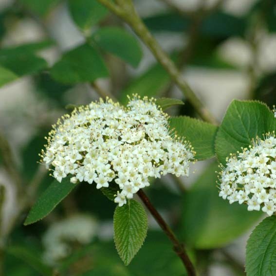 VIBURNUM lantana  CTR 3L