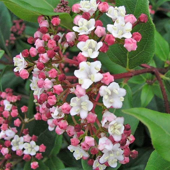 VIBURNUM tinus Eve Price...