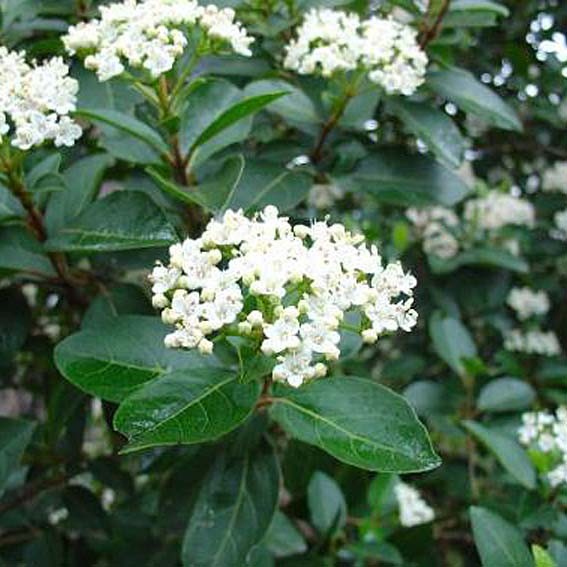 VIBURNUM tinus Giganteum...