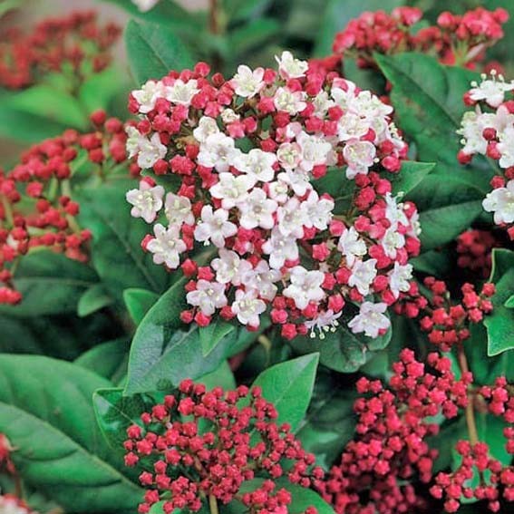 VIBURNUM tinus Lisarose ®...