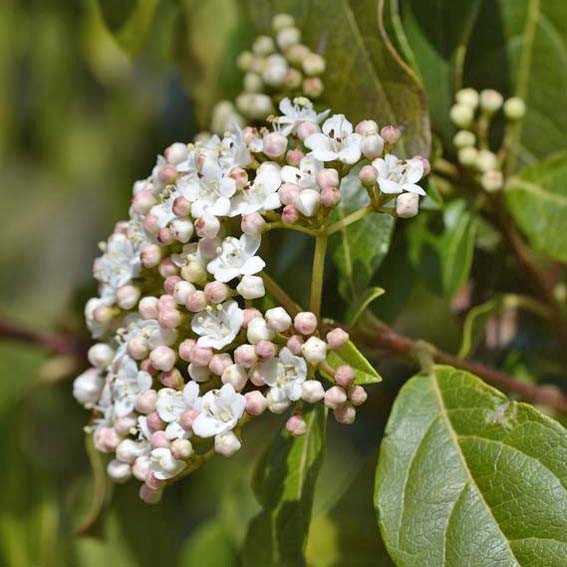 VIBURNUM tinus Quimper CTR 3L