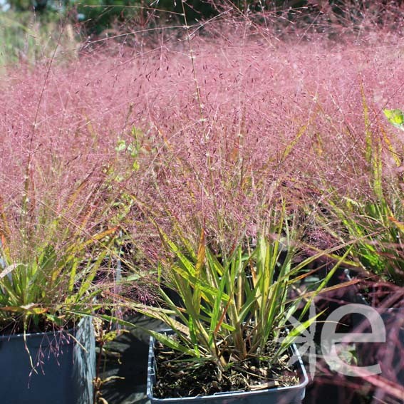 GRAMINEE eragrostis Purple...