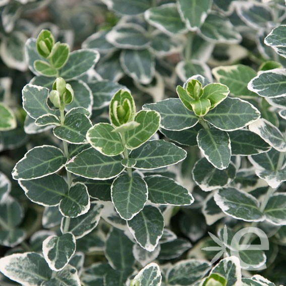 EUONYMUS fortunei Emerald...