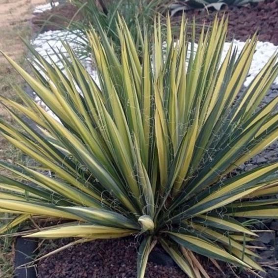 YUCCA filamentosa Colour...