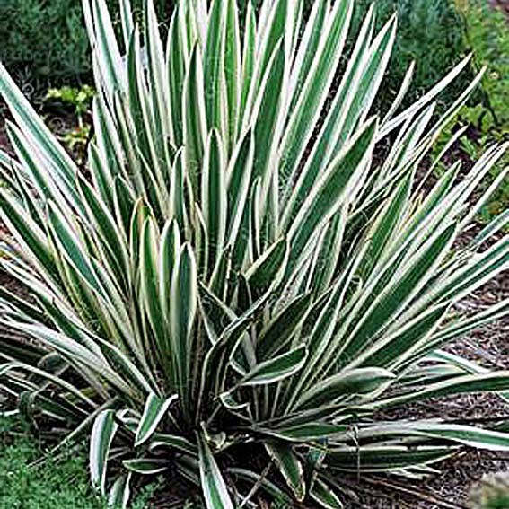 YUCCA filamentosa Ivory...