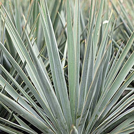 YUCCA rigida Blue sentry...