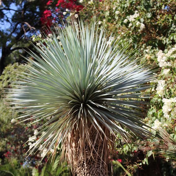 YUCCA rostrata  CTR 3L