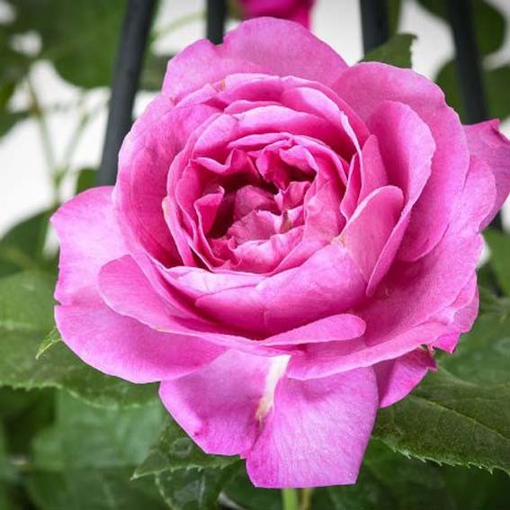 ROSIER parfumé Catherine De...