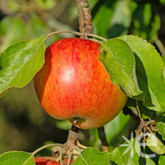 POMMIER  'Reine des...