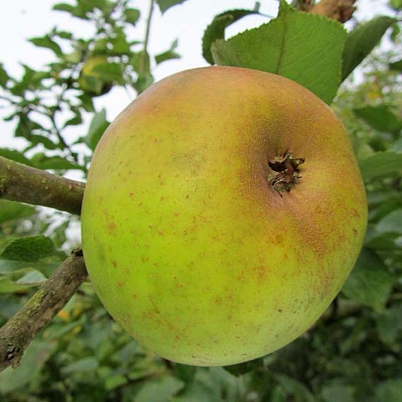 POMMIER  'Reinette blanche...