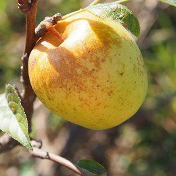 POMMIER 'Museau de lièvre...