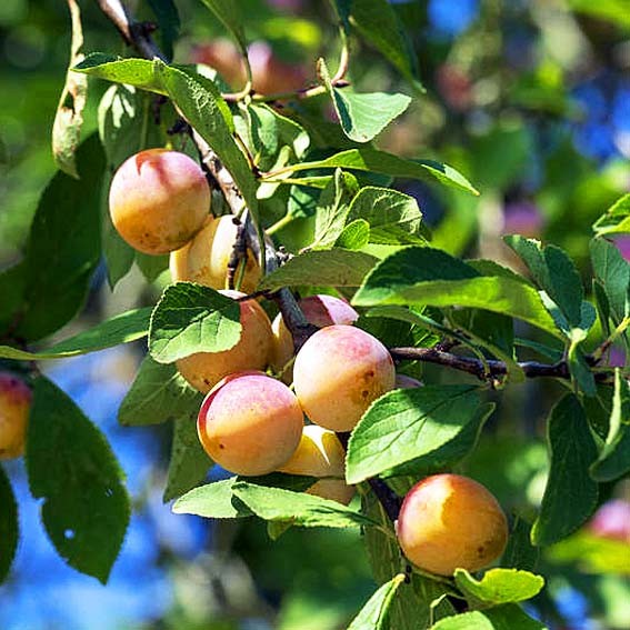 PRUNIER  Mirabelle de Metz...