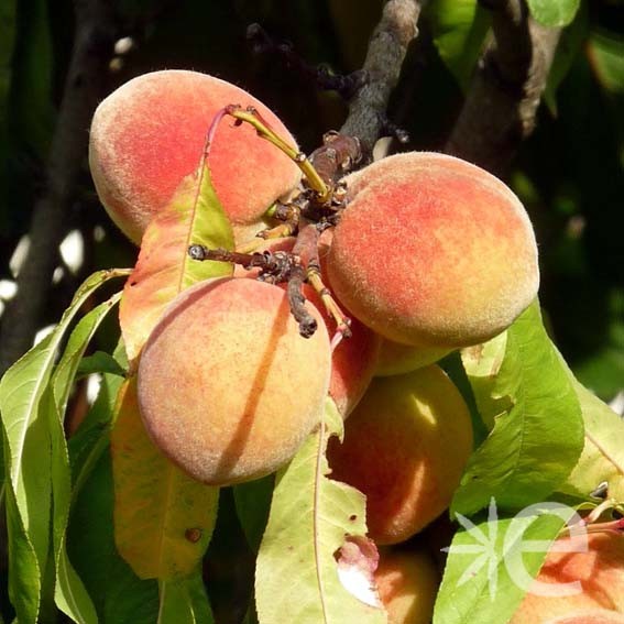 PECHER De vigne blanche CTR...