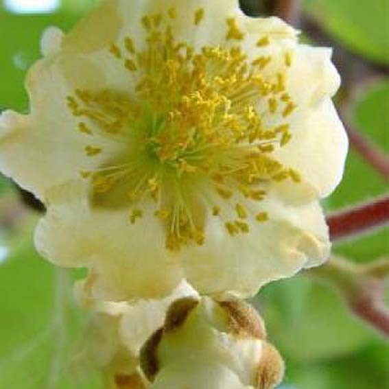 ACTINIDIA deliciosa Atlas...