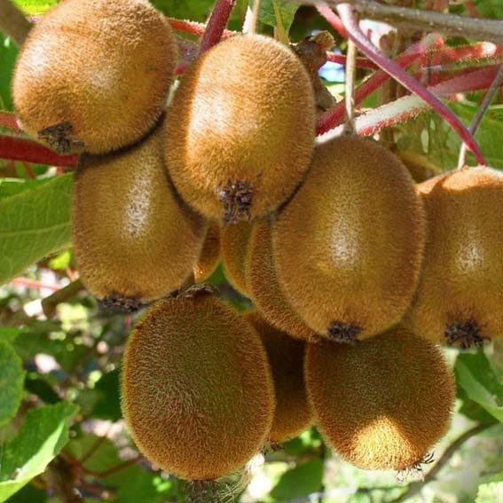 ACTINIDIA deliciosa Boskoop...