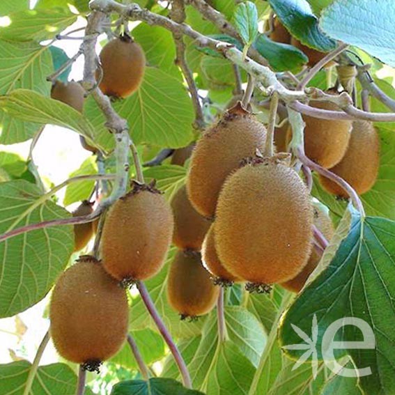 ACTINIDIA deliciosa Hayward...