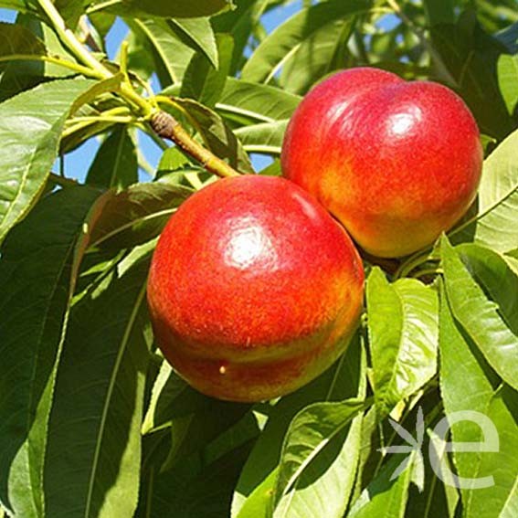 NECTARINE chair blanche...