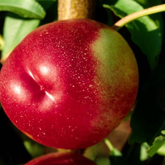 NECTARINE chair blanche...