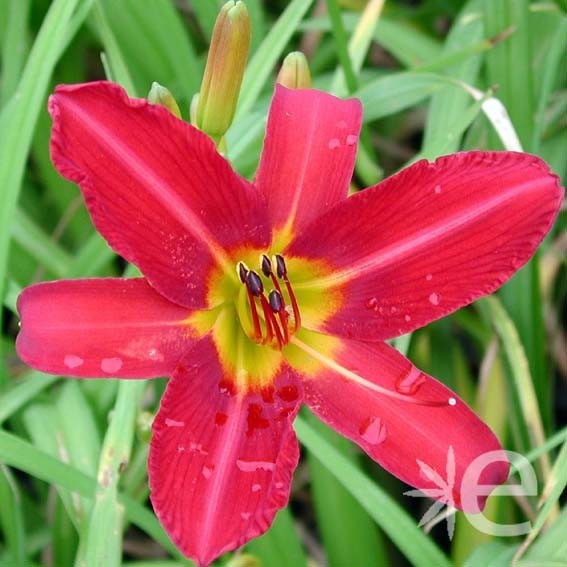 HEMEROCALLIS  Alan CTR 3L